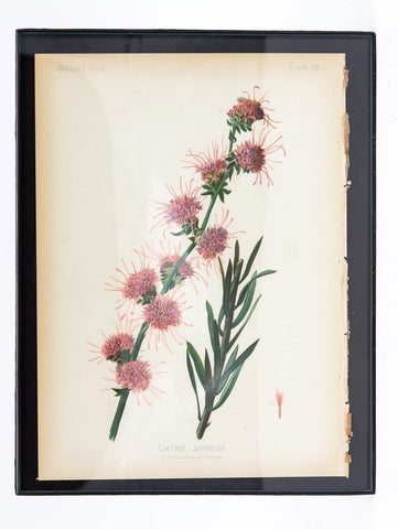 Northern Blazing Star Floral Botanical Print on Paper