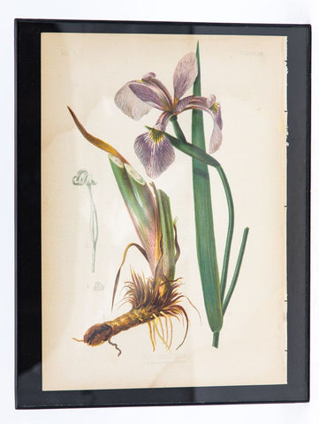 Iris Versicolor Blue Flag Botanical Print on Paper, USA Early 20th C.