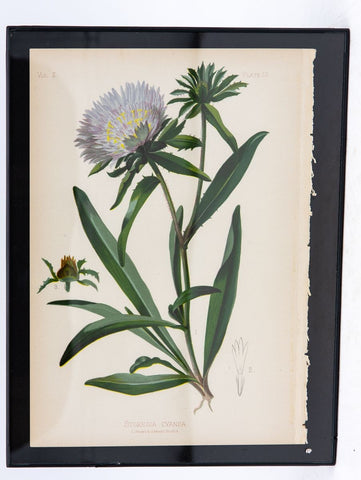 Bue Star Stokesia Botanical Print on Paper, USA Early 20th C.