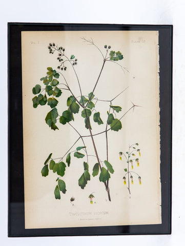 Early Meadow-Rue Fern Botanical Print on Paper, USA Early 20th C.